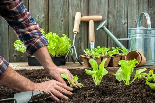 Gardener tending to a small urban garden in Palmers Green